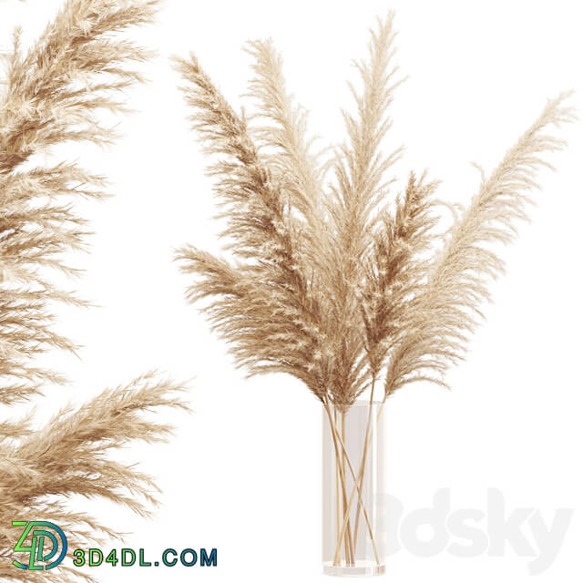 Big dried flower pampas grass in glass vase