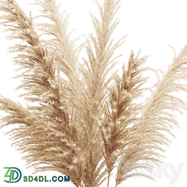 Big dried flower pampas grass in glass vase