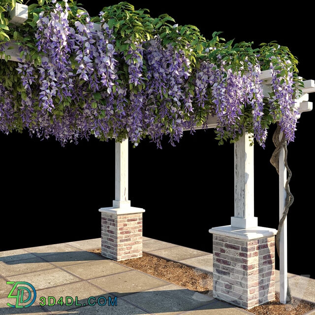 Other Pergola with Wisteria Pergola with Wisteria 