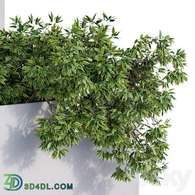 Outdoor Plants Box Concrete