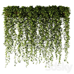 Ivy in a long rectangular planter 