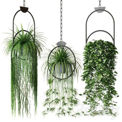 Set of hanging plants in hanging planters 2 