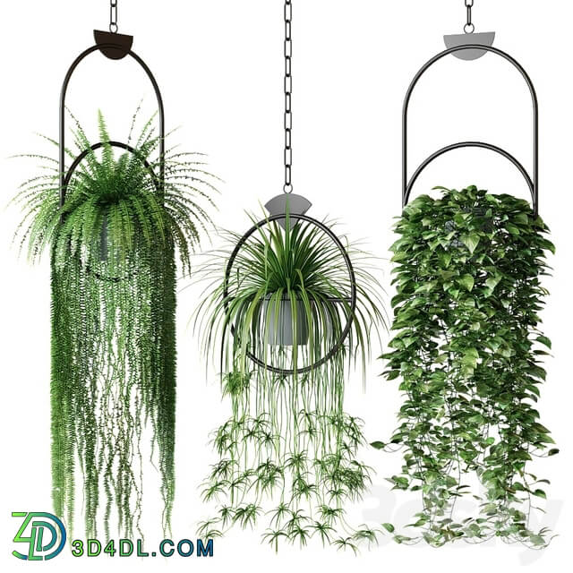 Set of hanging plants in hanging planters 2