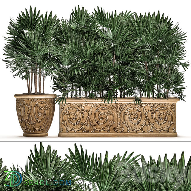 Plant Collection 494. Palma rapis thickets classic flowerpot landscaping bushes jungle outdoor for garden park Rhapis 3D Models