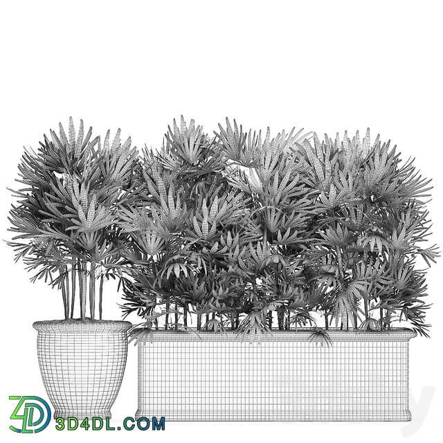 Plant Collection 494. Palma rapis thickets classic flowerpot landscaping bushes jungle outdoor for garden park Rhapis 3D Models