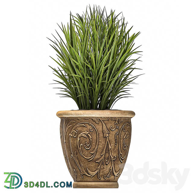 Plant Collection 496. fern bushes classic flowerpot landscaping outdoor pots for garden park 3D Models