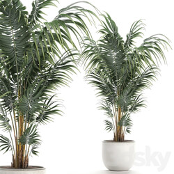 Plant indoor palm 518. Howea kentia flowerpot white pot decorative Scandinavian style Howea forsteriana 3D Models 