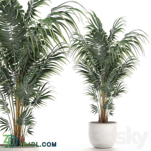 Plant indoor palm 518. Howea kentia flowerpot white pot decorative Scandinavian style Howea forsteriana 3D Models