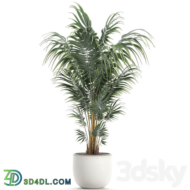 Plant indoor palm 518. Howea kentia flowerpot white pot decorative Scandinavian style Howea forsteriana 3D Models