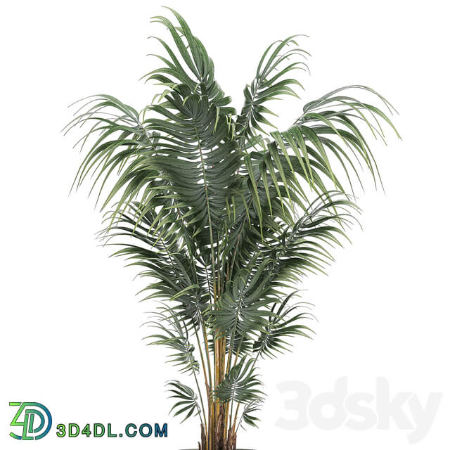 Plant indoor palm 518. Howea kentia flowerpot white pot decorative Scandinavian style Howea forsteriana 3D Models