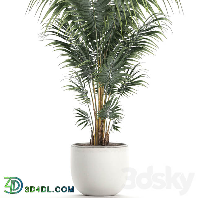 Plant indoor palm 518. Howea kentia flowerpot white pot decorative Scandinavian style Howea forsteriana 3D Models