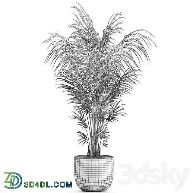 Plant indoor palm 518. Howea kentia flowerpot white pot decorative Scandinavian style Howea forsteriana 3D Models