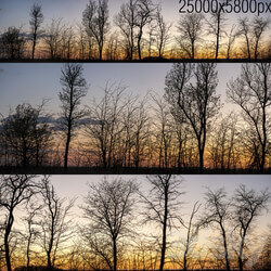 Silhouettes of trees at sunset. Panorama 