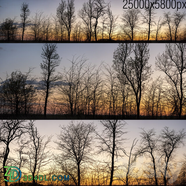 Silhouettes of trees at sunset. Panorama