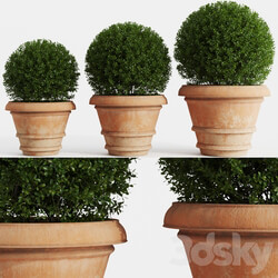 Boxwood evergreen in clay pots 