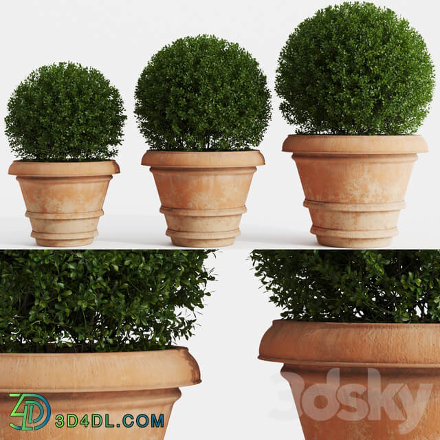 Boxwood evergreen in clay pots