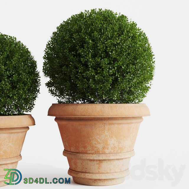 Boxwood evergreen in clay pots