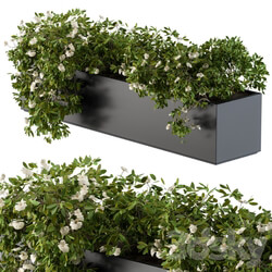 Modern Planter Box White Flower 