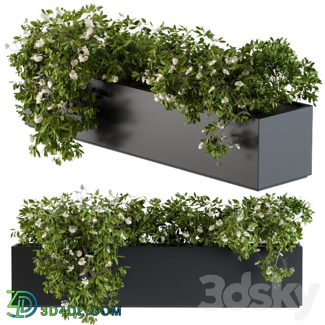 Modern Planter Box White Flower