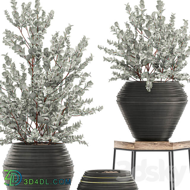 Plant Collection 534. 3D Models