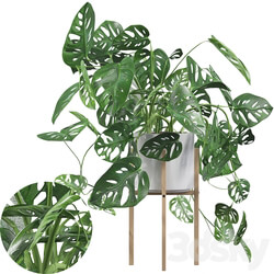 Plants collection 028 Monstera monkey mask 02 