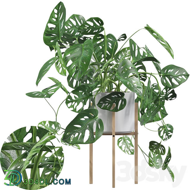 Plants collection 028 Monstera monkey mask 02