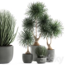 Collection of plants 540. Dracaena Sansevieria indoor plants interior desert plants 3D Models 
