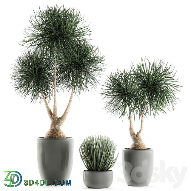 Collection of plants 540. Dracaena Sansevieria indoor plants interior desert plants 3D Models