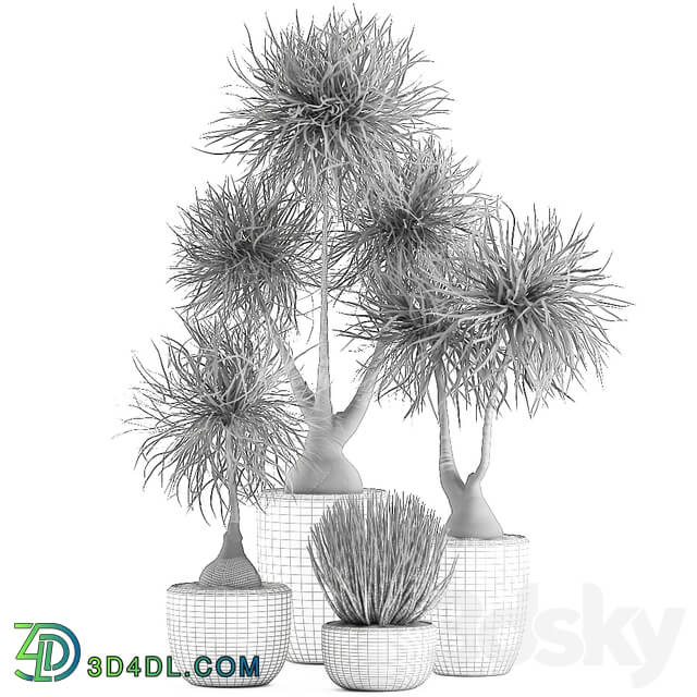 Collection of plants 540. Dracaena Sansevieria indoor plants interior desert plants 3D Models