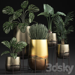 Plant Collection 544. Monstera golden flowerpot luxury palm tree hovea indoor plants Sansevieria luxury decor Howea forsteriana 3D Models 