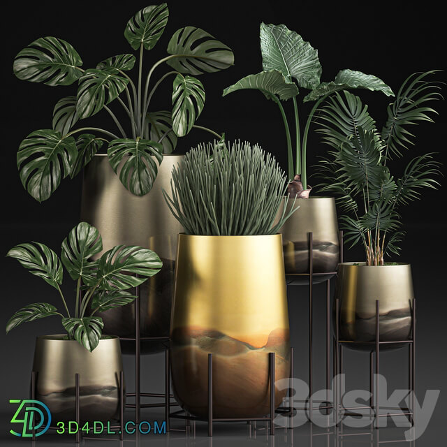 Plant Collection 544. Monstera golden flowerpot luxury palm tree hovea indoor plants Sansevieria luxury decor Howea forsteriana 3D Models