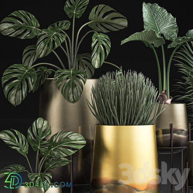 Plant Collection 544. Monstera golden flowerpot luxury palm tree hovea indoor plants Sansevieria luxury decor Howea forsteriana 3D Models