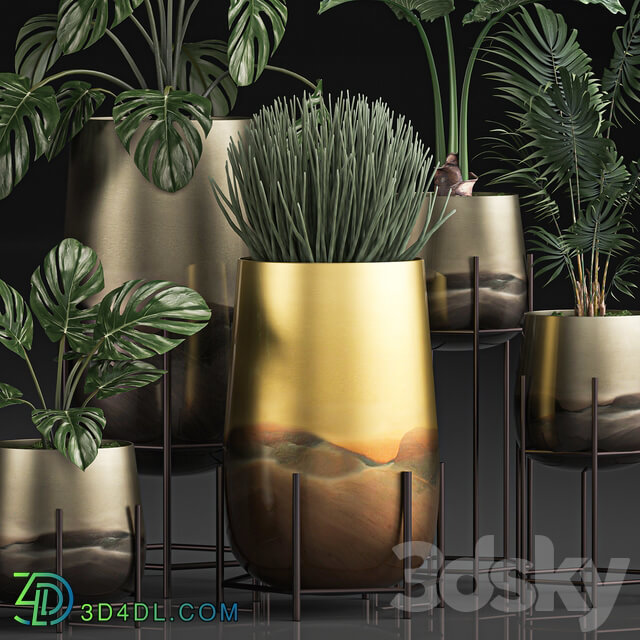 Plant Collection 544. Monstera golden flowerpot luxury palm tree hovea indoor plants Sansevieria luxury decor Howea forsteriana 3D Models