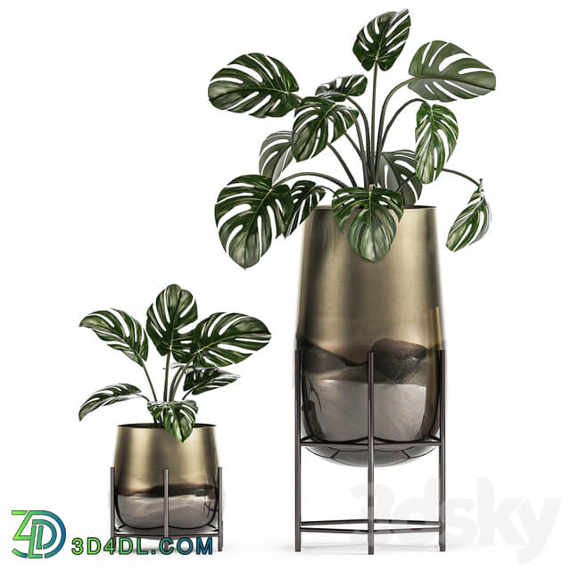 Plant Collection 544. Monstera golden flowerpot luxury palm tree hovea indoor plants Sansevieria luxury decor Howea forsteriana 3D Models