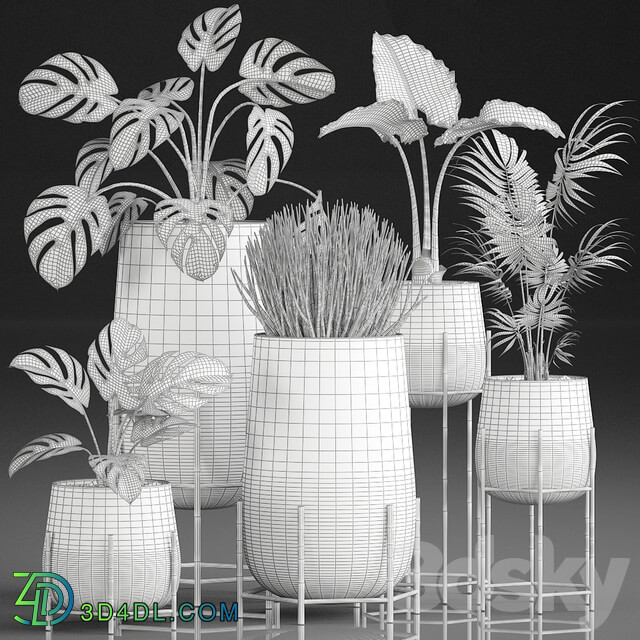 Plant Collection 544. Monstera golden flowerpot luxury palm tree hovea indoor plants Sansevieria luxury decor Howea forsteriana 3D Models