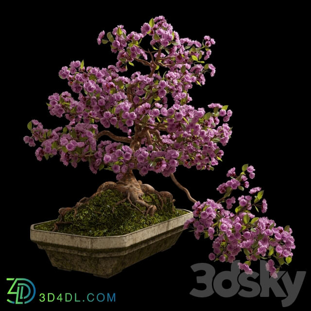 Bonsai Sakura