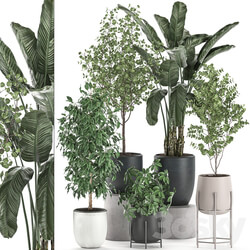 Plant Collection 556. Banana palm trees Benjamin s ficus indoor plants interior tree Scandinavian style Schefflera 3D Models 