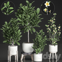 Plant Collection 560. 3D Models 