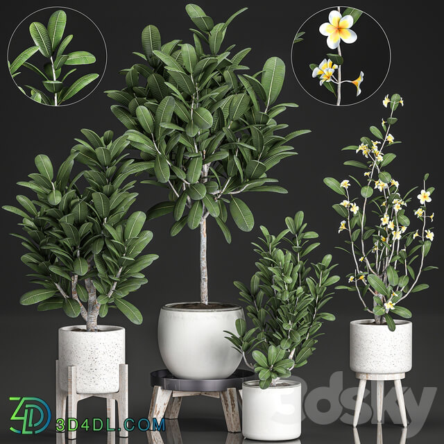 Plant Collection 560. 3D Models