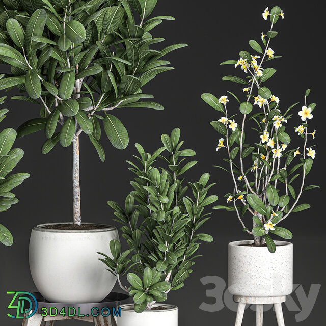 Plant Collection 560. 3D Models