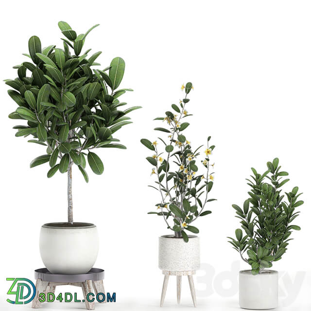 Plant Collection 560. 3D Models