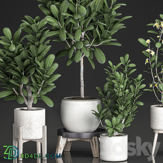 Plant Collection 560. 3D Models