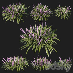 liriope muscari variegata grass 02 