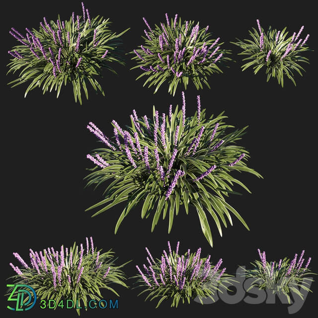 liriope muscari variegata grass 02