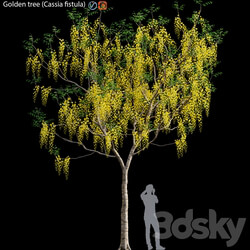 Golden tree Cassia fistula 3 