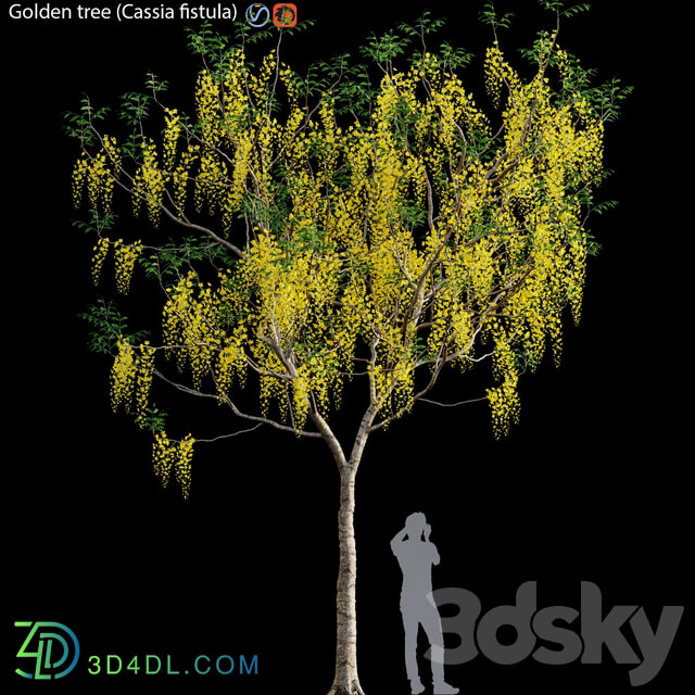Golden tree Cassia fistula 3