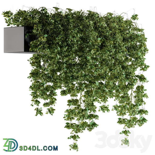 Hanging ivy Plants in Pot