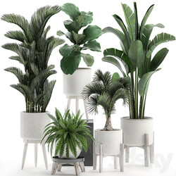 Plant Collection 573. Set of plants Dipsis palm tree banana fern ficus lirata white pots flowerpot Scandinavian style interior strelitzia ravenala 3D Models 