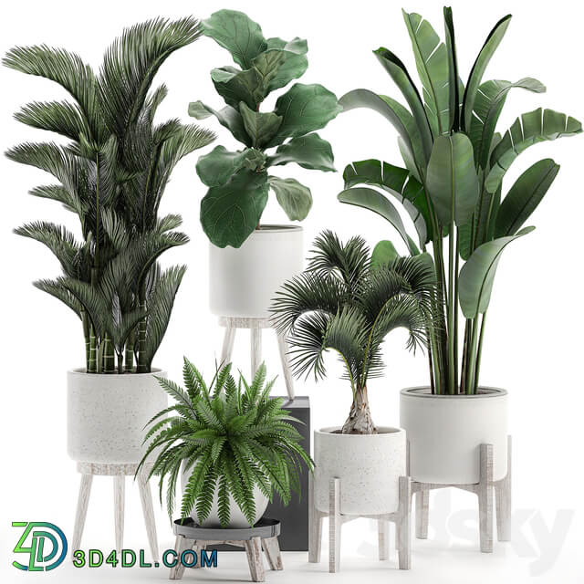 Plant Collection 573. Set of plants Dipsis palm tree banana fern ficus lirata white pots flowerpot Scandinavian style interior strelitzia ravenala 3D Models