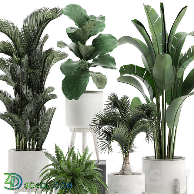 Plant Collection 573. Set of plants Dipsis palm tree banana fern ficus lirata white pots flowerpot Scandinavian style interior strelitzia ravenala 3D Models